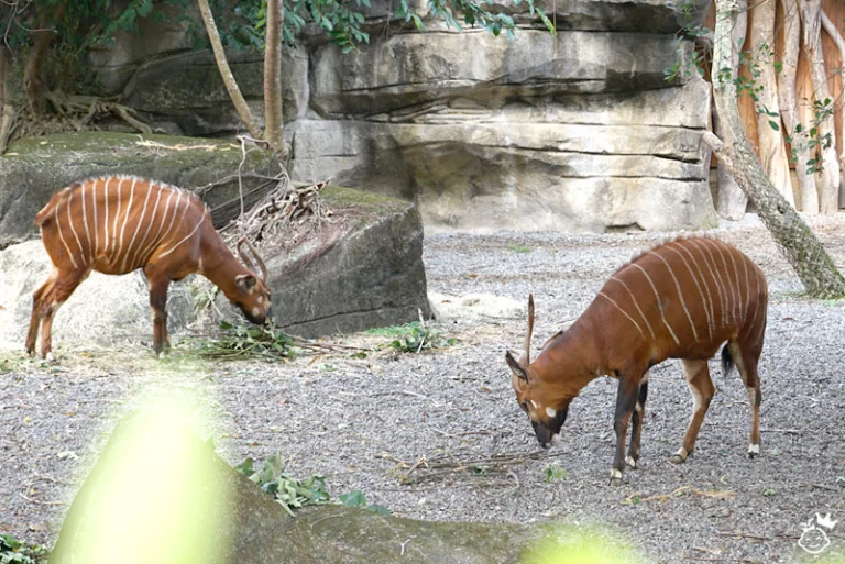 สวนสัตว์ไทเป-taipei-zoo